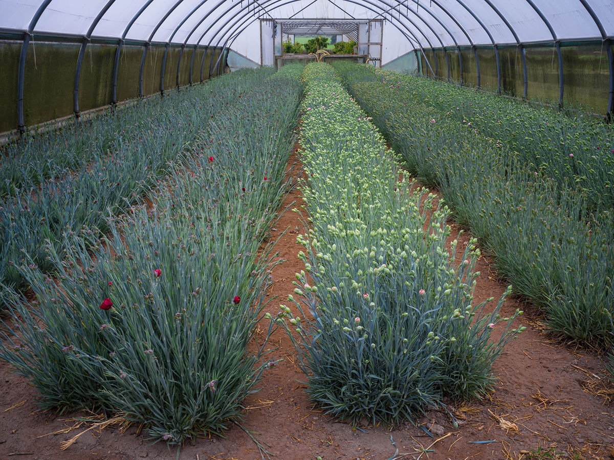 Ashbrook Nursery