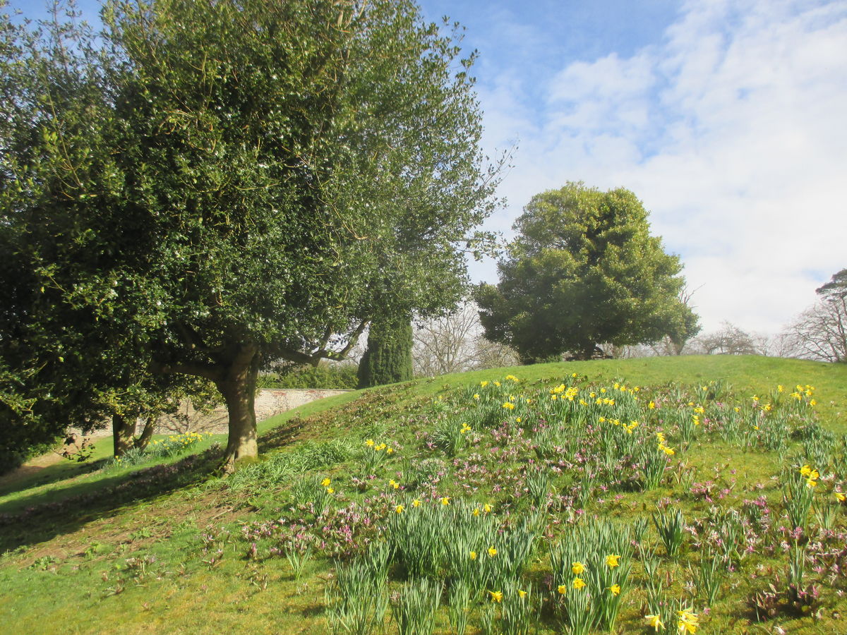 Dog's tooth violets at Auchmacoy