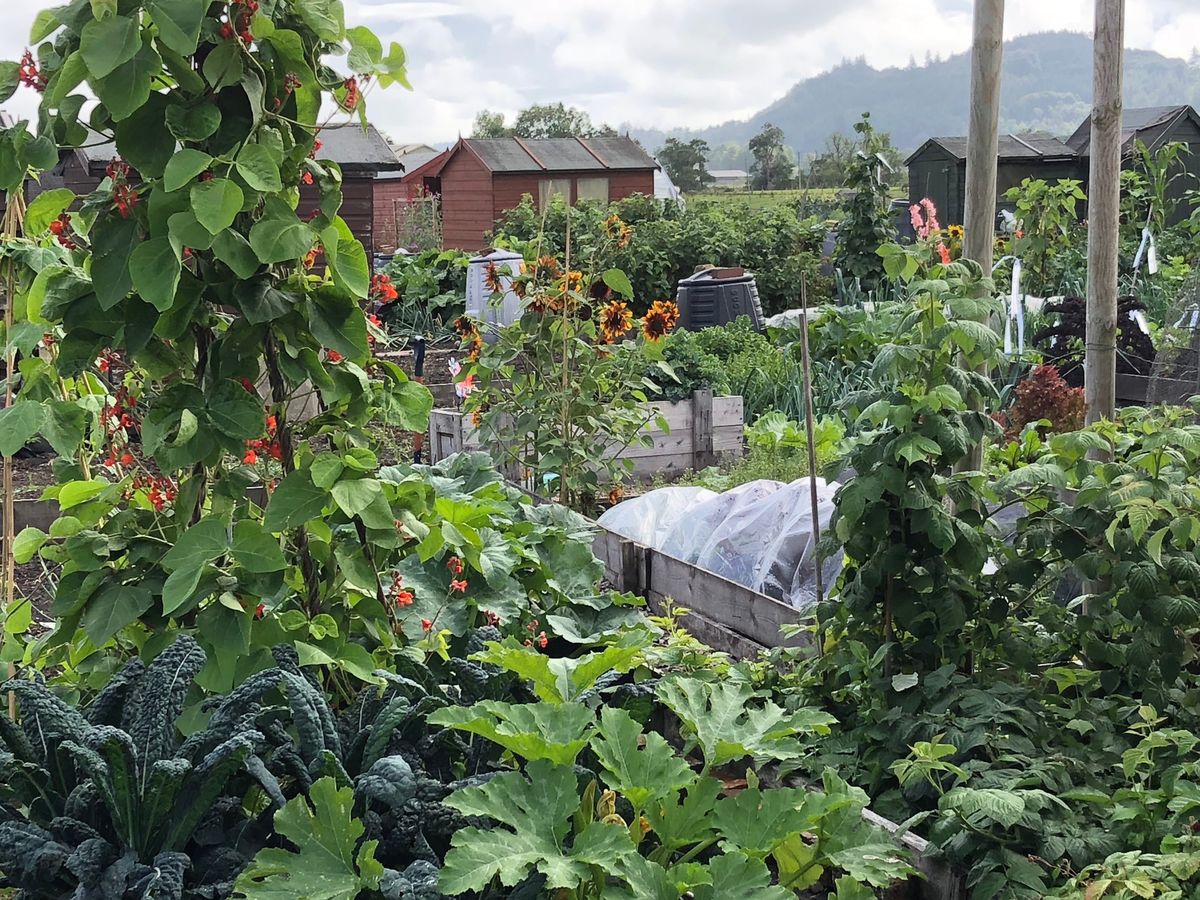 Dalbeattie Community Allotments