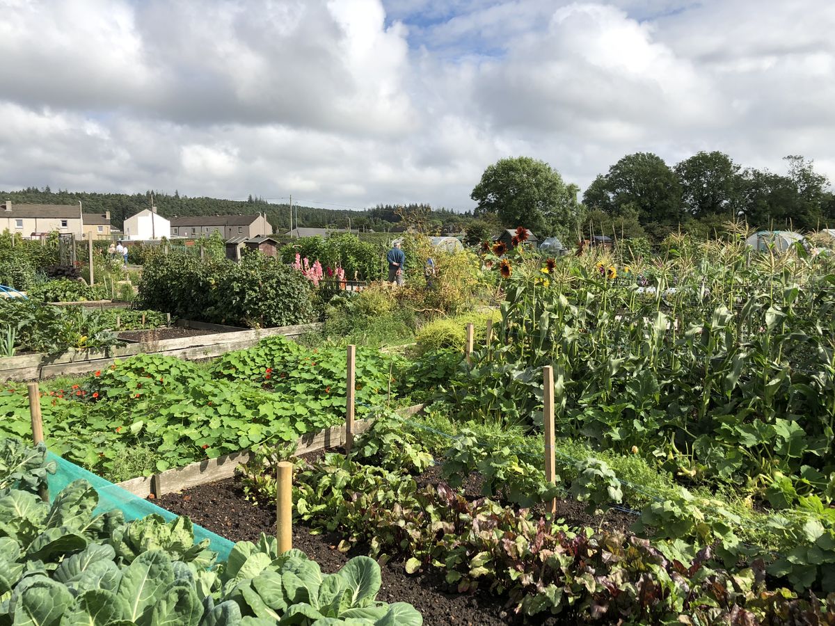 Dalbeattie Community Allotments