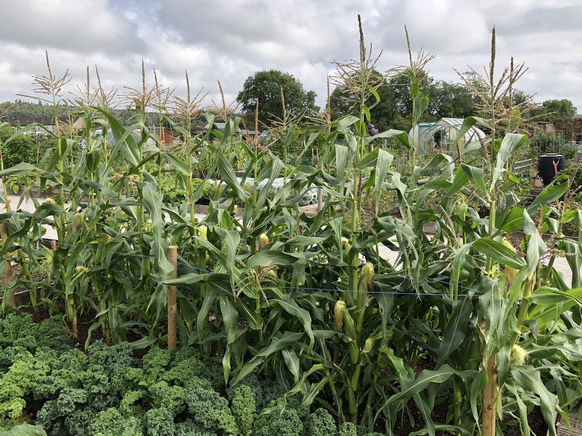Dalbeattie Community Allotments