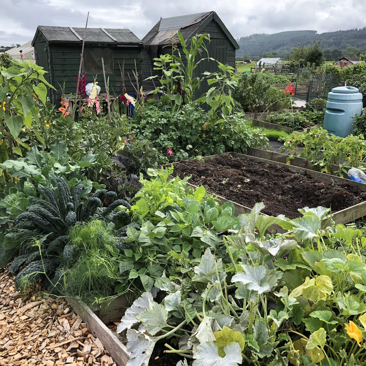 Dalbeattie Community Allotments