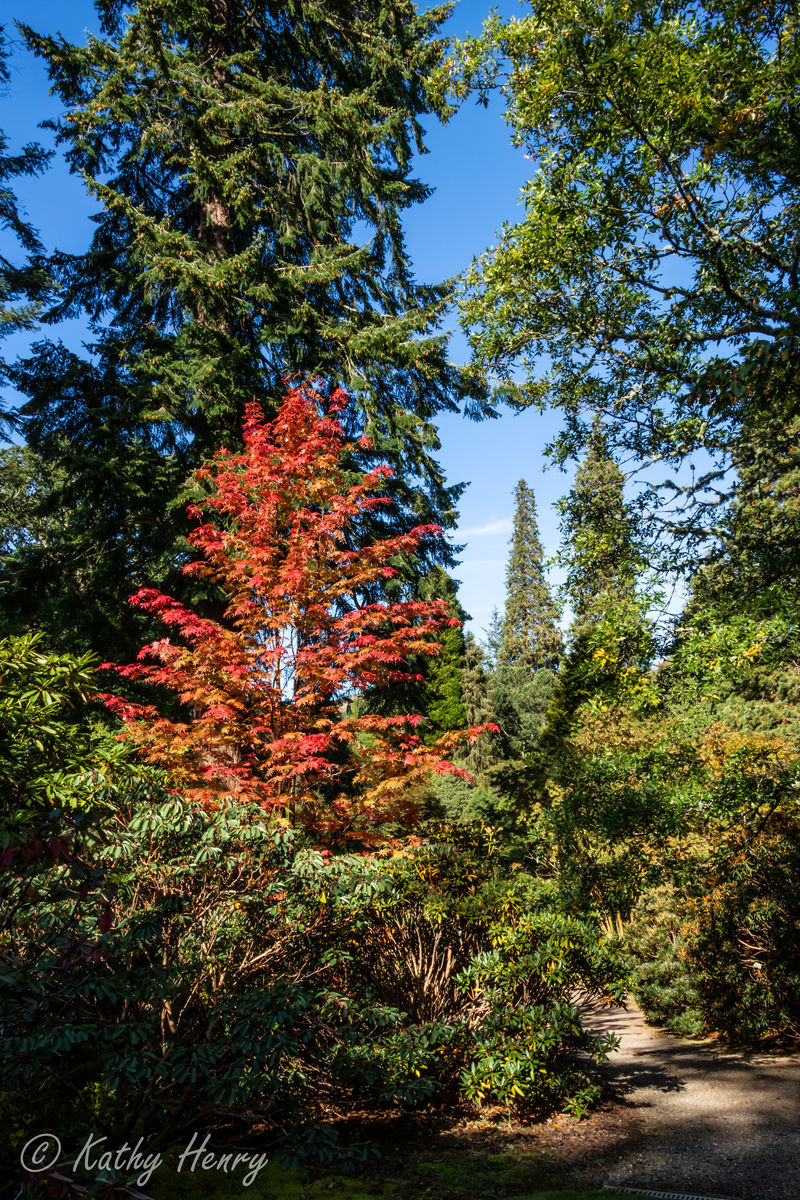 Dawyck Botanic Garden