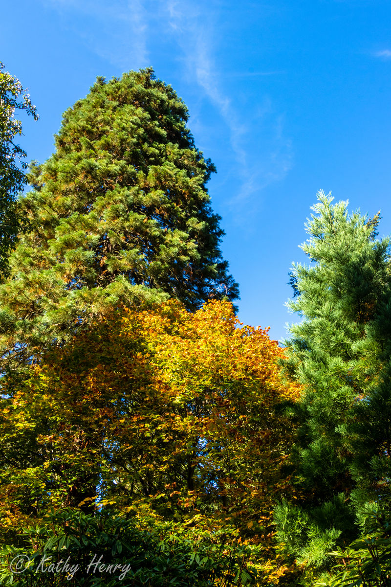 Dawyck Botanic Garden