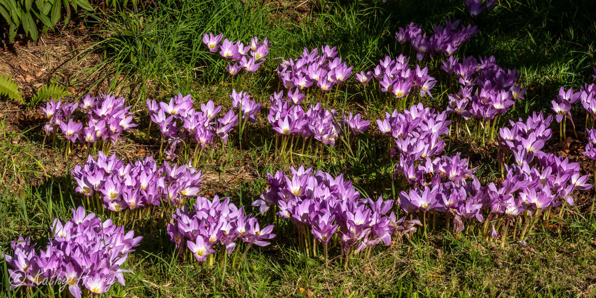 Dawyck Botanic Garden