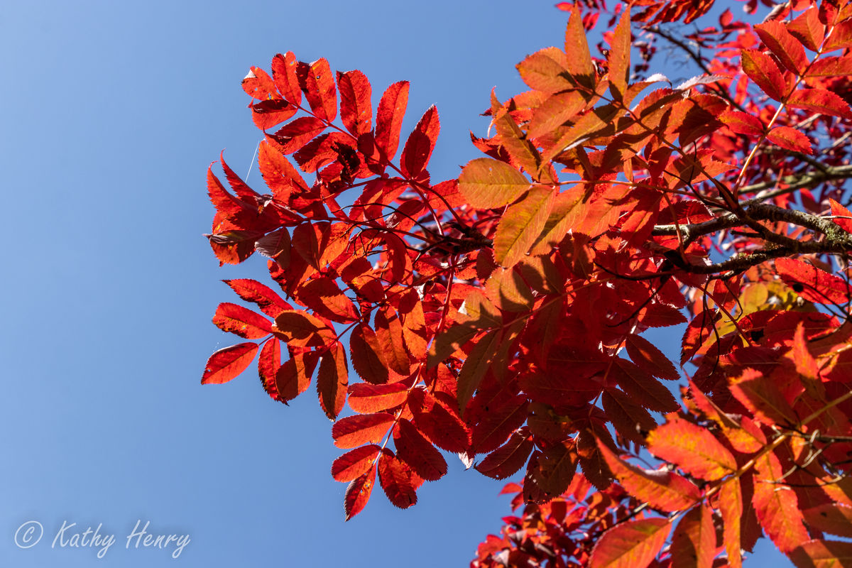 Dawyck Botanic Garden