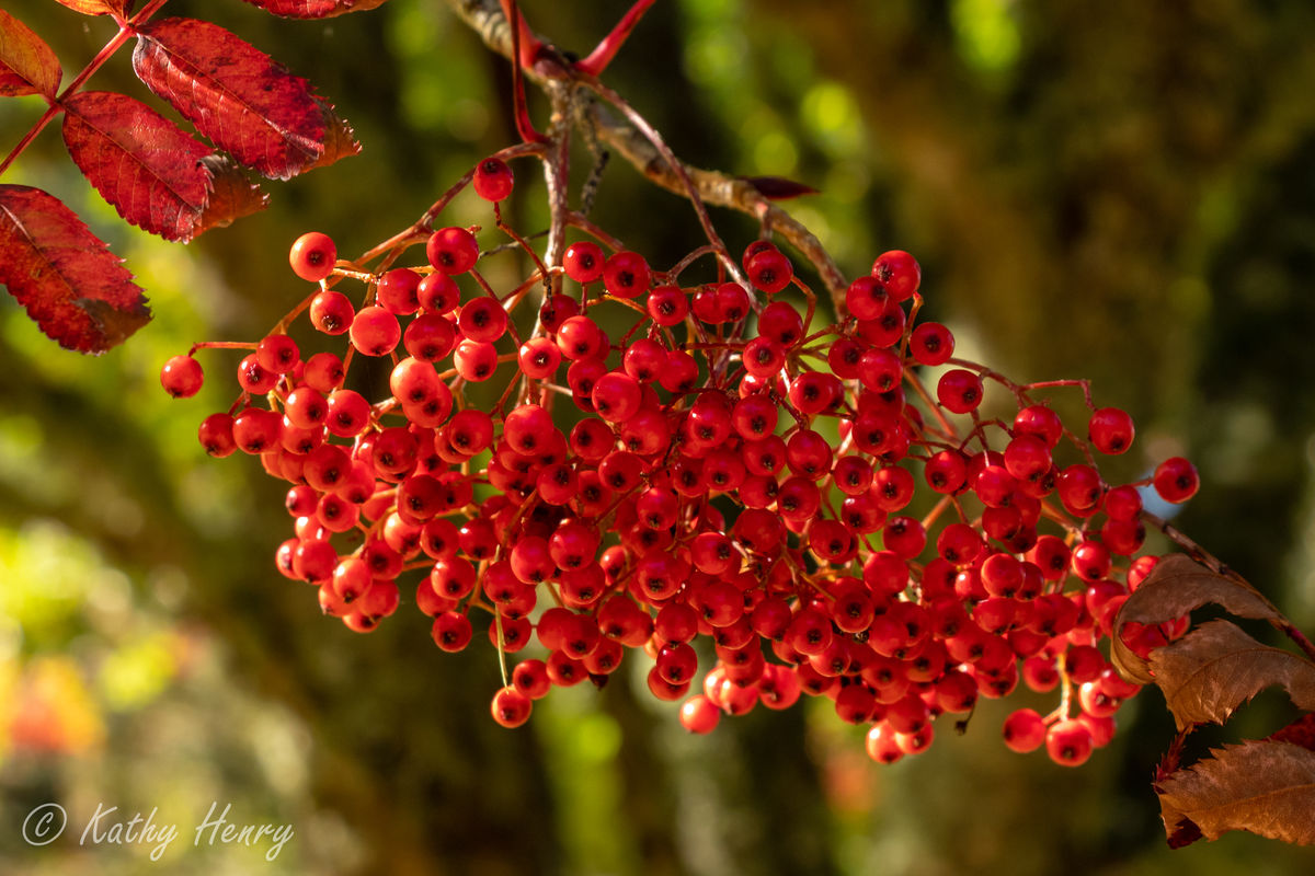 Dawyck Botanic Garden