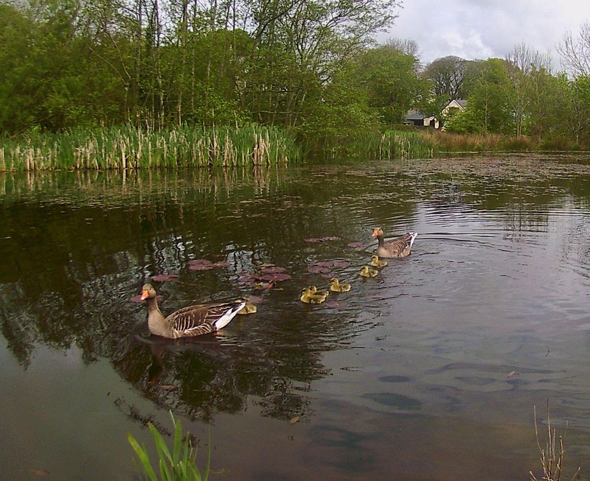 Aldouran Wetland Garden