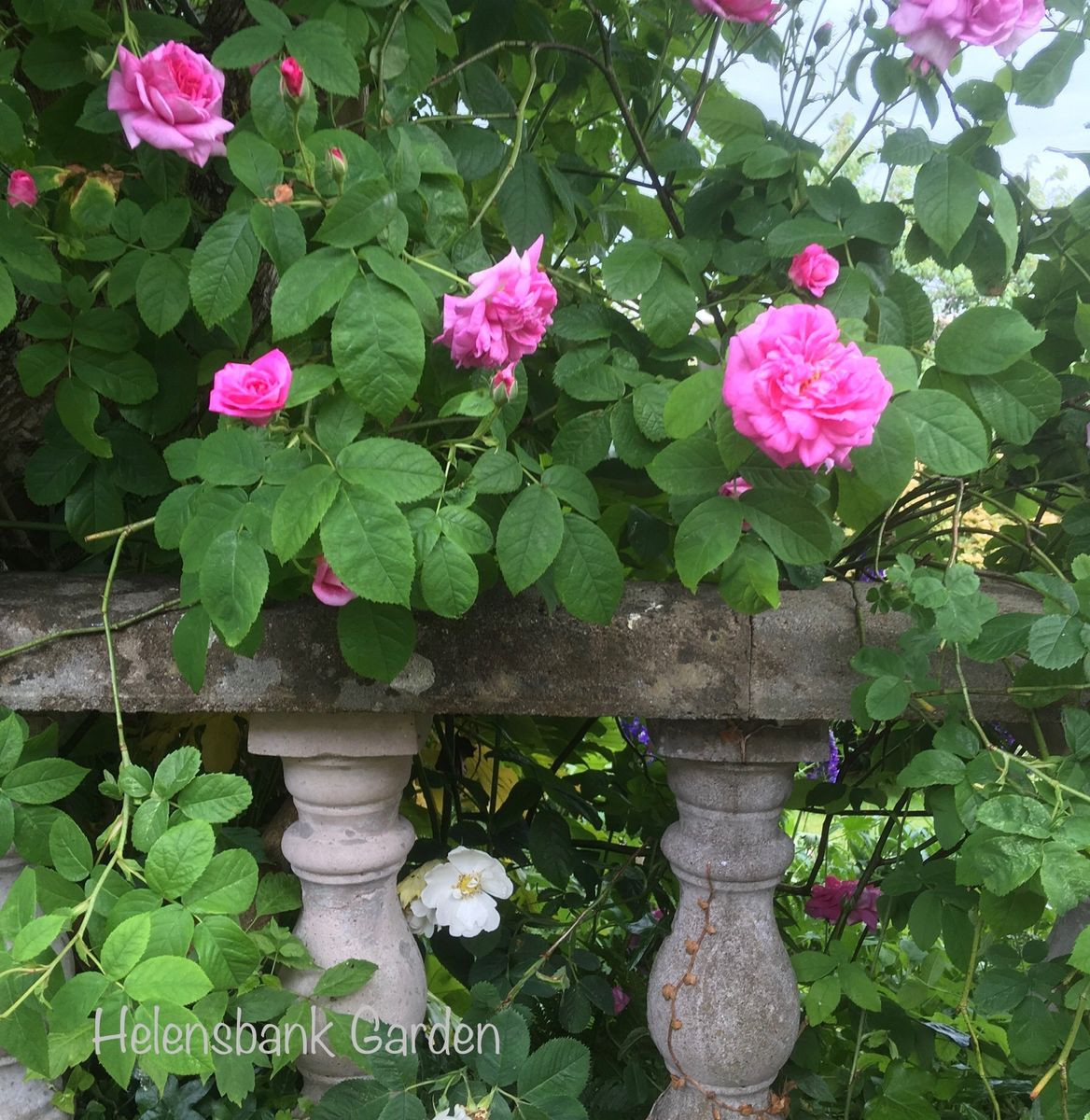 Helensbank - Rosa Ispahan on a terrace balcony