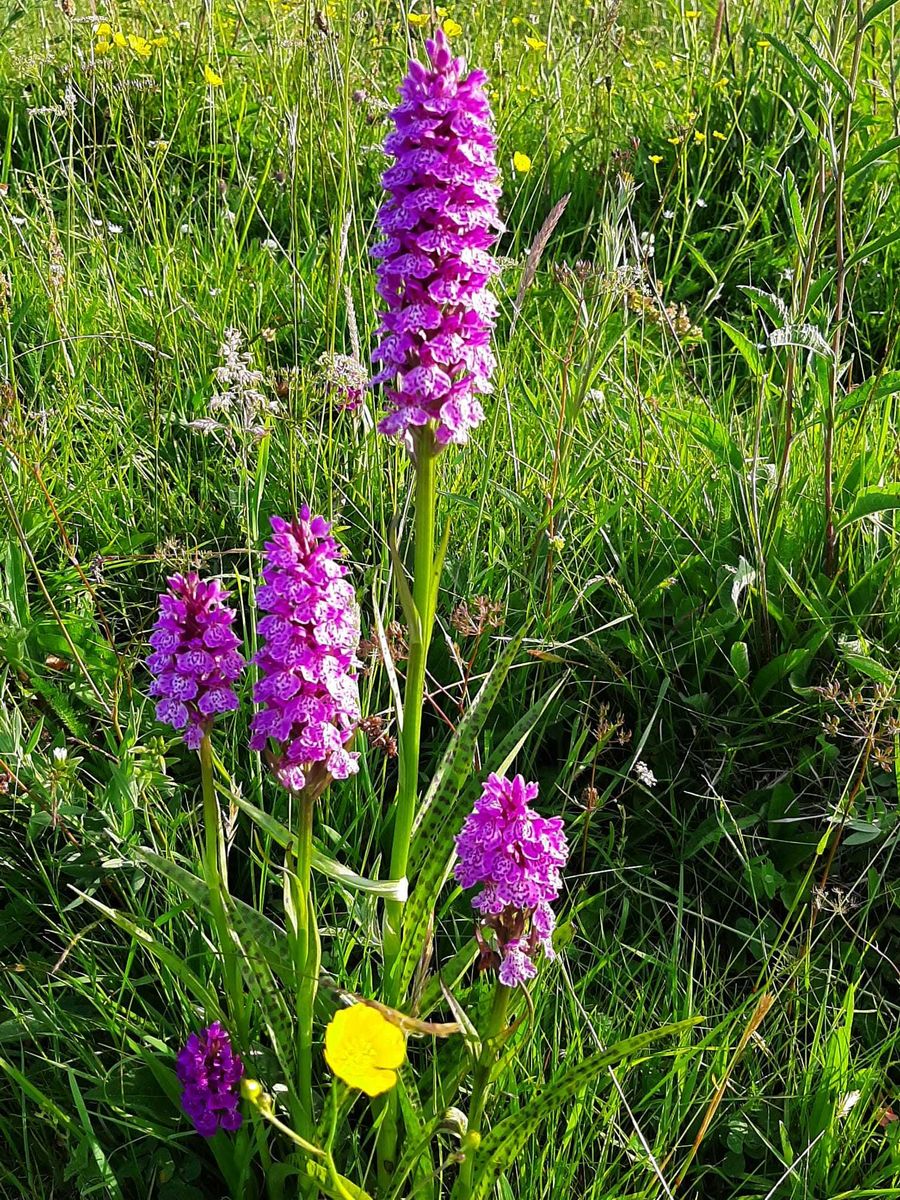 Clonyard Farm