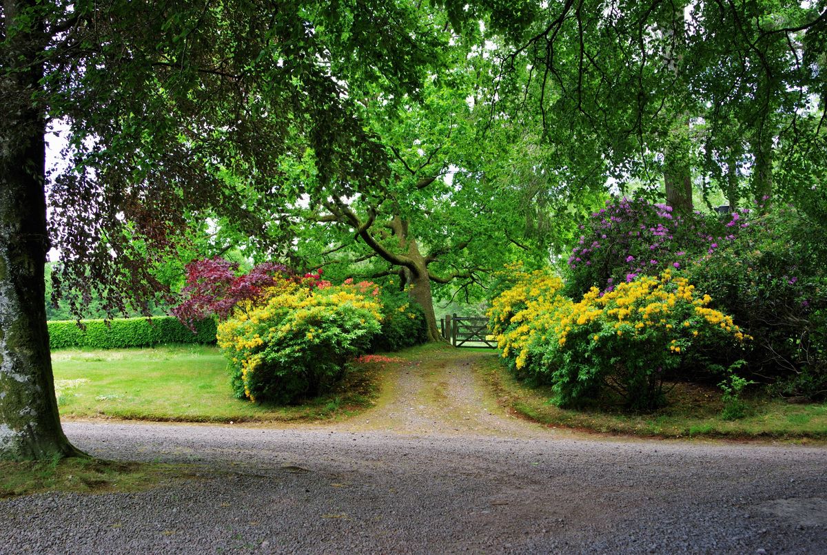 Glenae