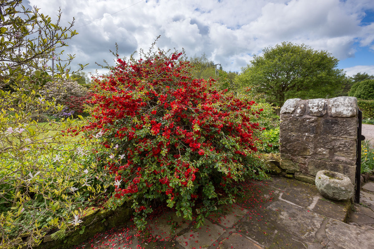 South Flisk rhododendron in front garden