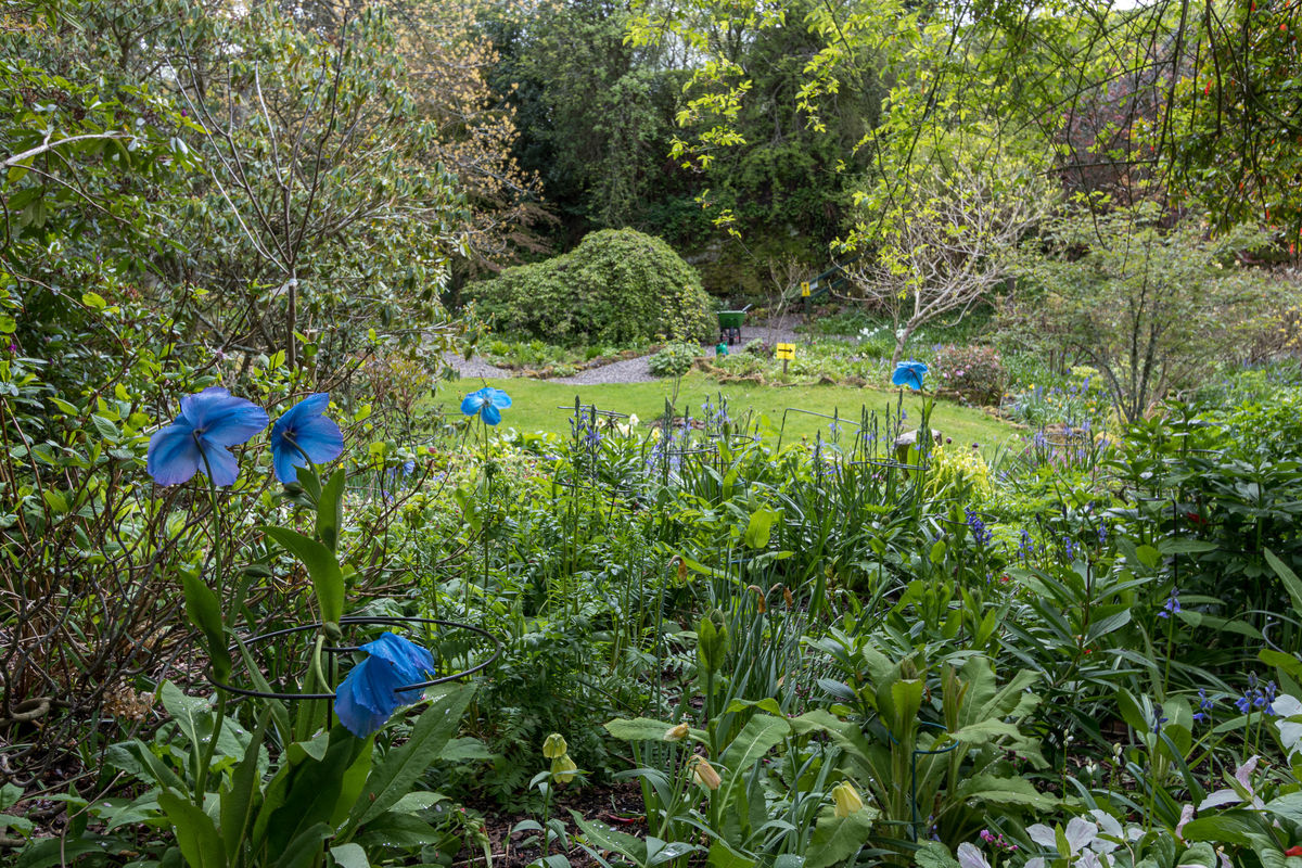 South Flisk Meconopsis in woodland