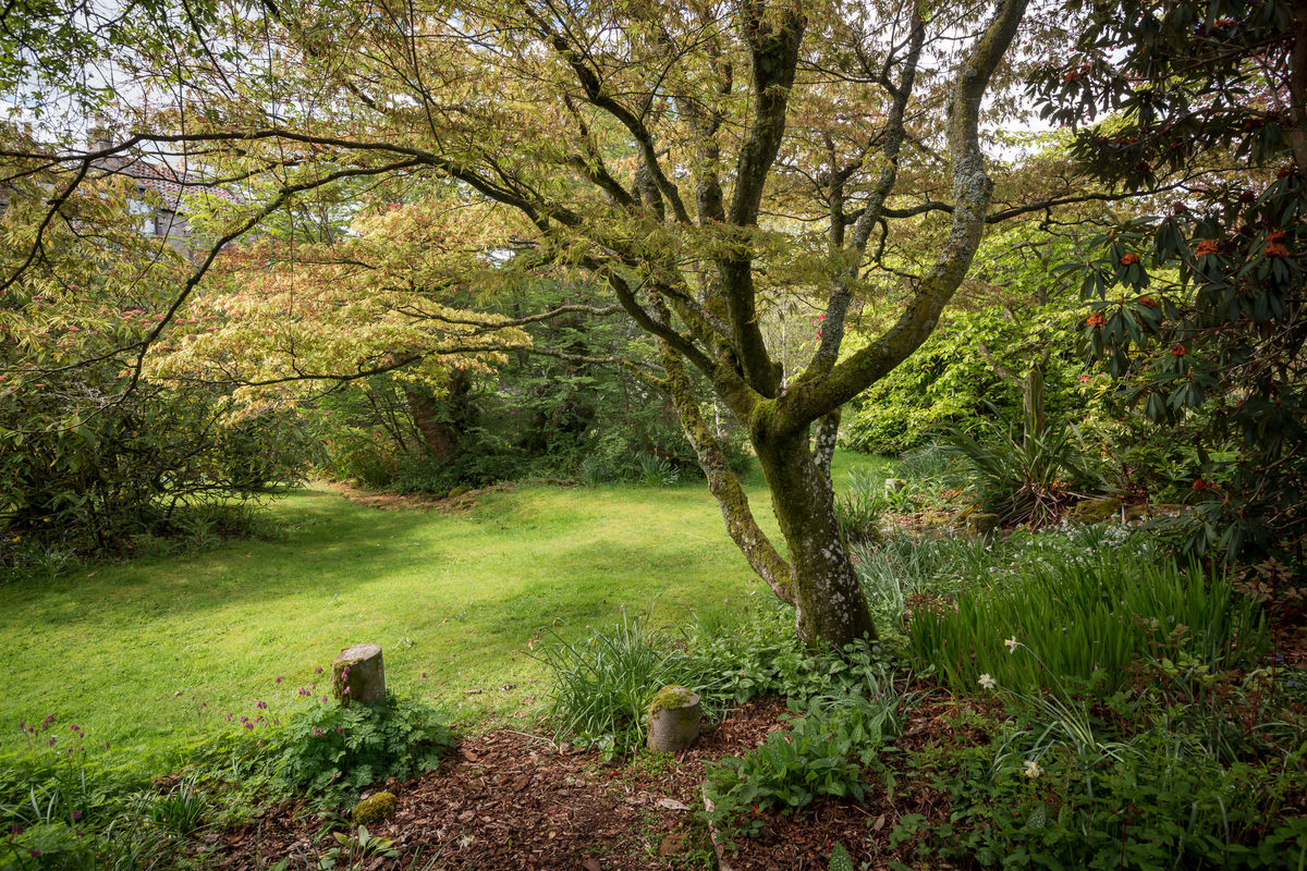South Flisk woodland clearing