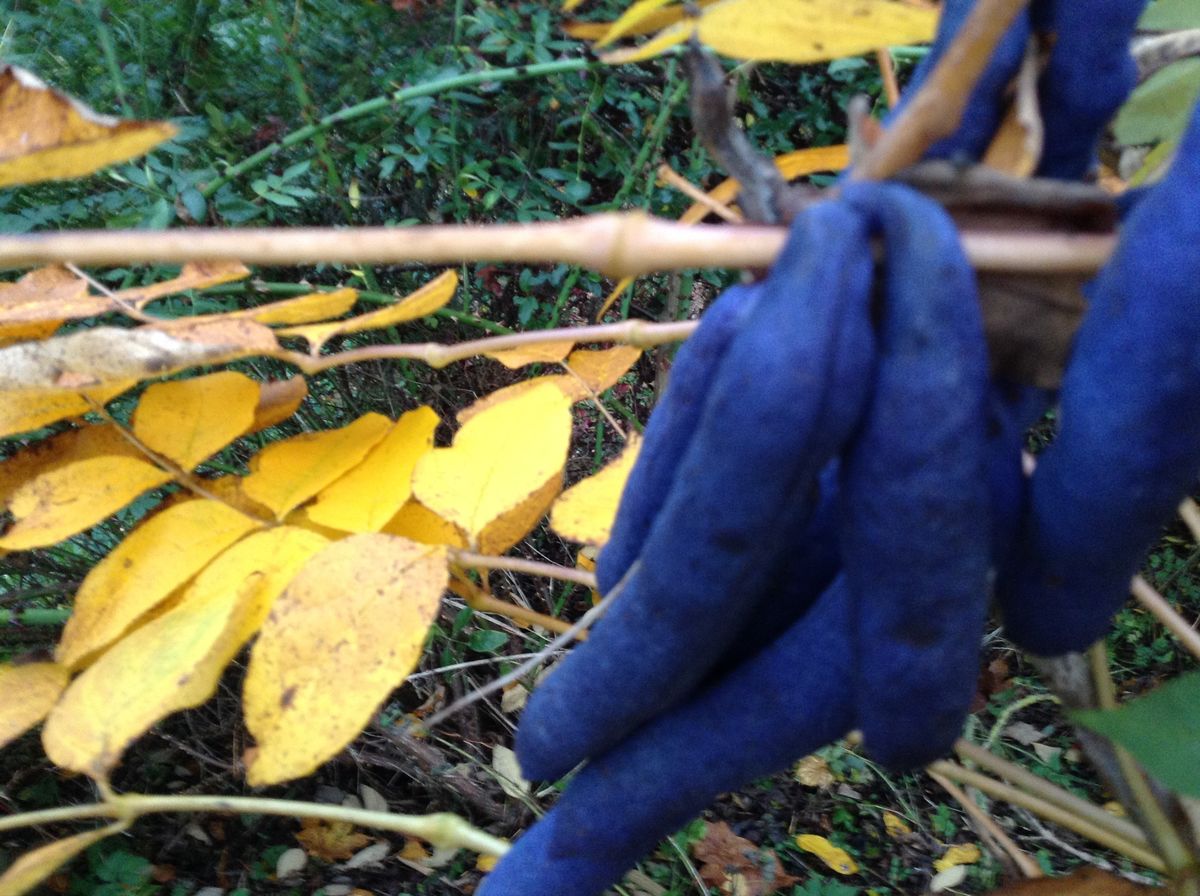 Laundry Cottage Decaesnia fargesii