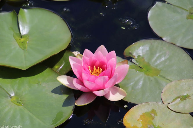 08-1-glenda-growdon-shepherds-house-water-lily-copy.jpg ©Glenda Growdon