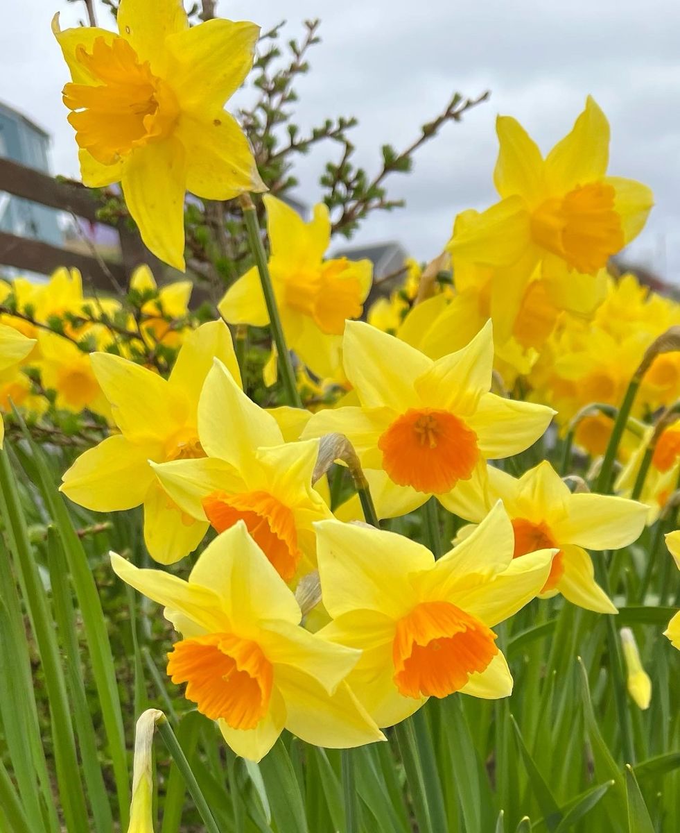 16 Mulla Spring Daffs