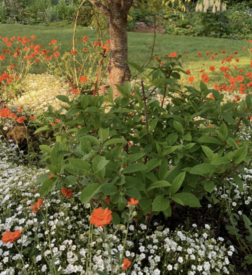 Haugh Garden