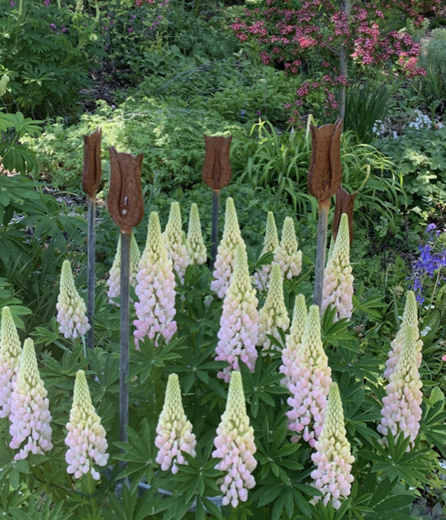 Haugh Garden Lupins