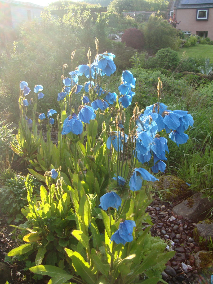 Harthill - meconopsis