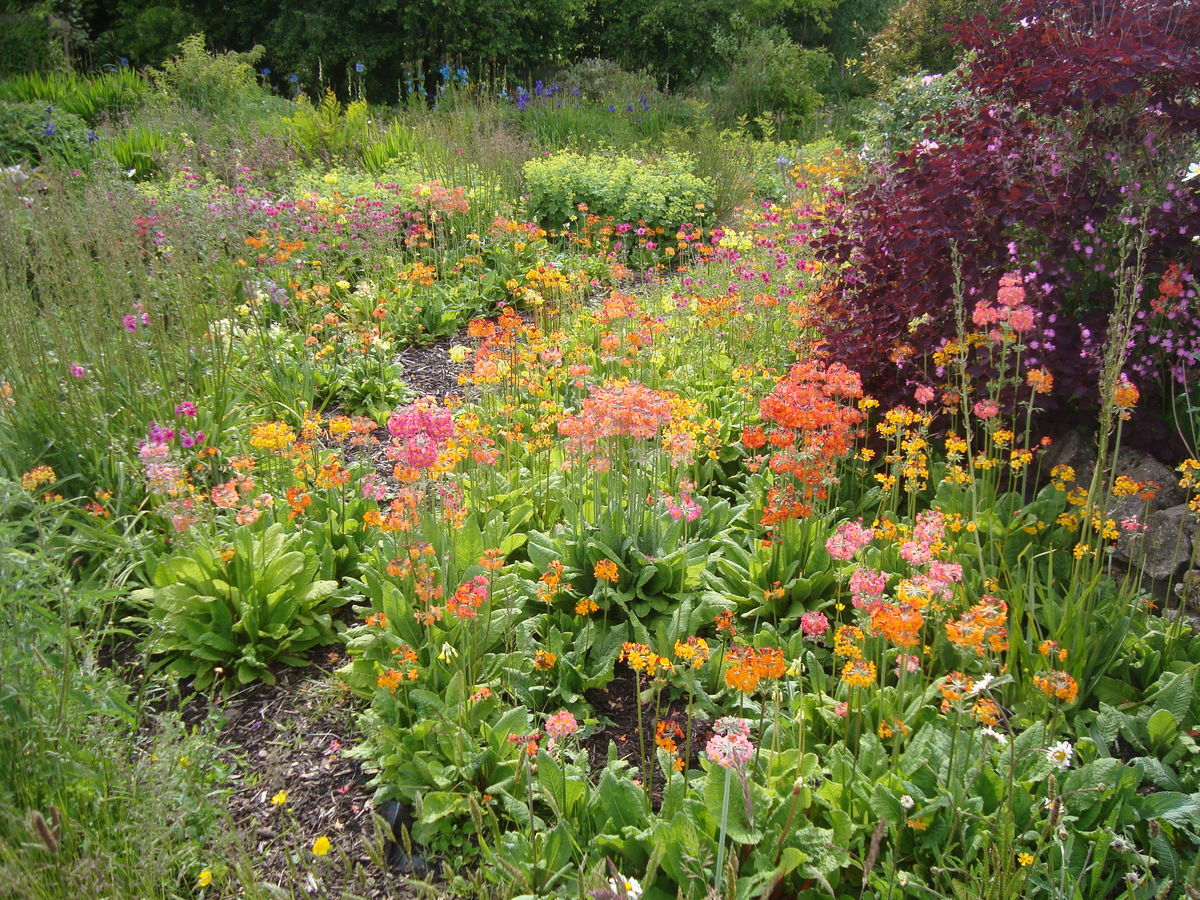 Harthill - Primula bed