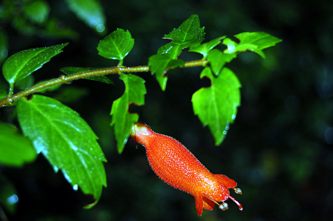 060-mitraria-coccinea.jpg