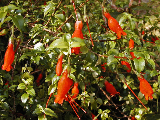 061-1-mitraria-coccinea.jpg