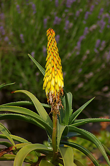 aloiampelos-striatula.jpg