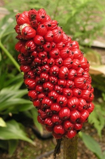 arisaema-griffithii-2.jpg