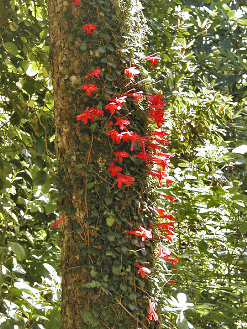 asteranthera.jpg