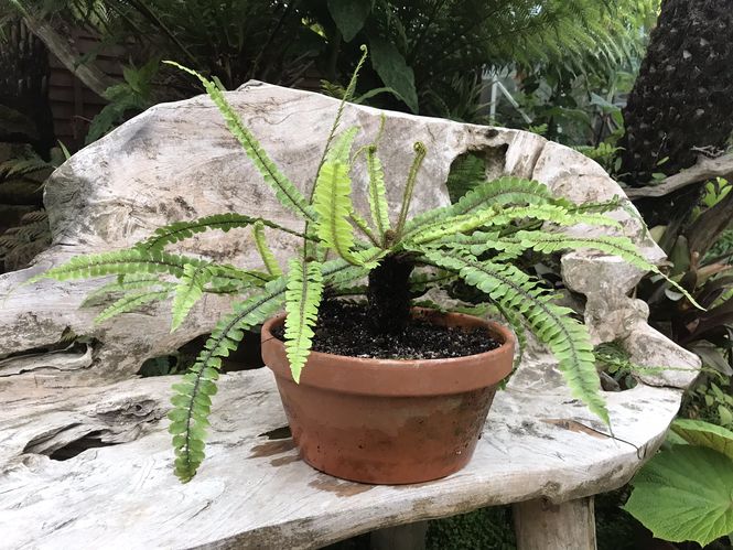 blechnum-fluviatile-trunk.jpg