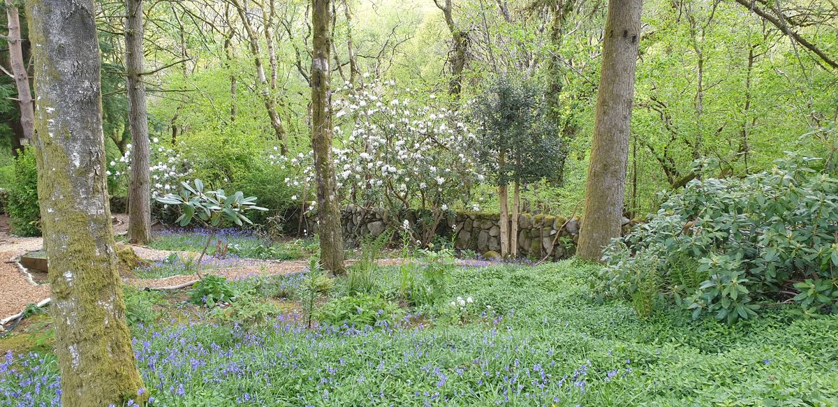 Bluebell wood