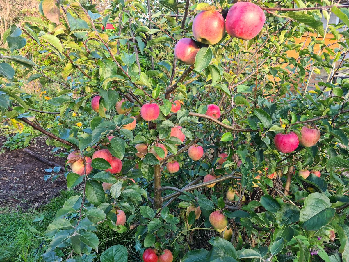 Charleston Forest Garden
