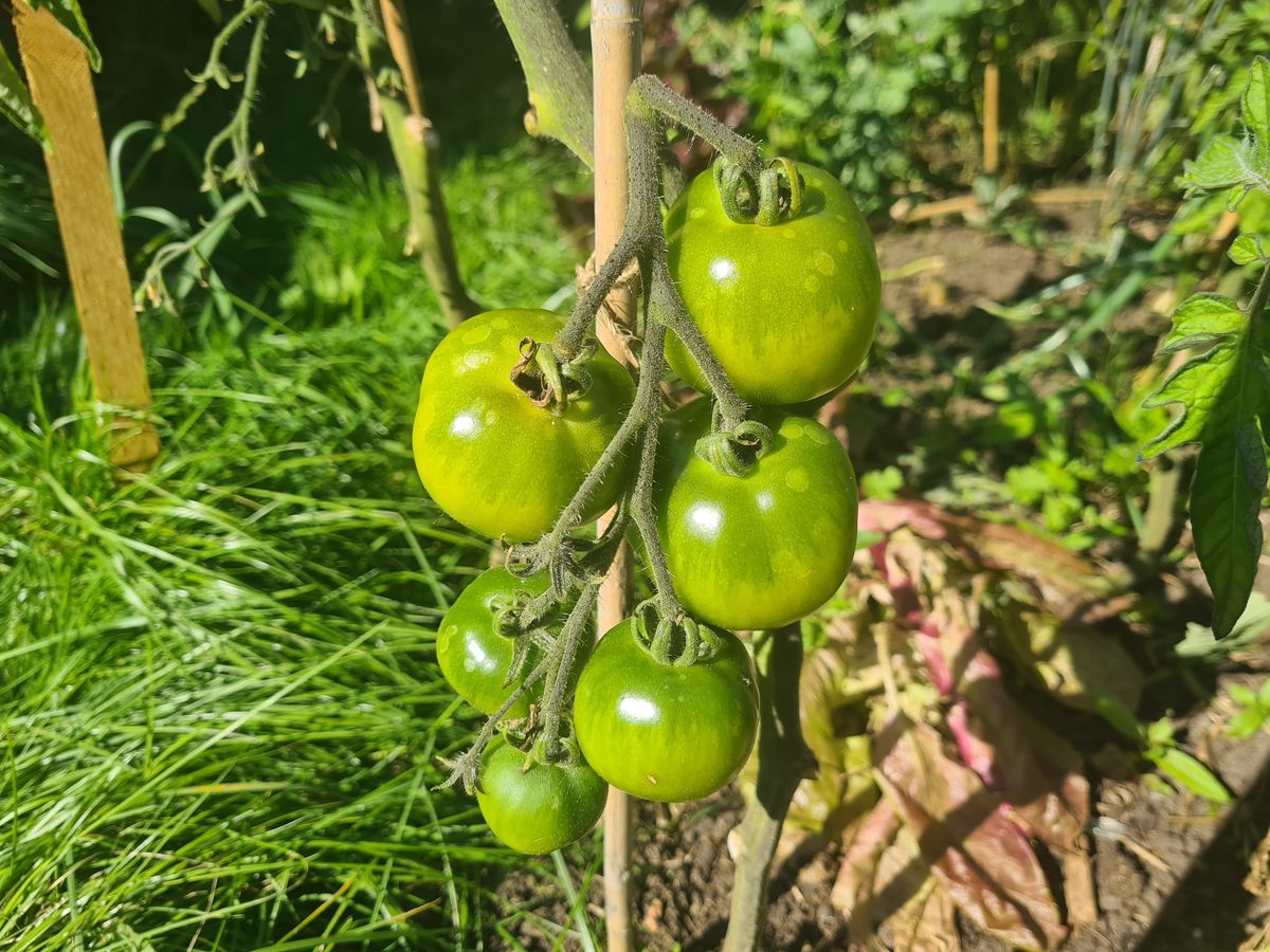 Charleston Forest Garden