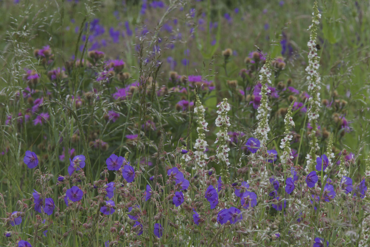 Grassland garden