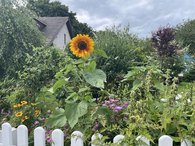 Sunflower Dreams