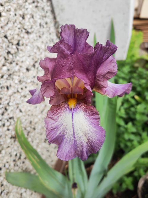 Rumblingwell Urban Iris Garden