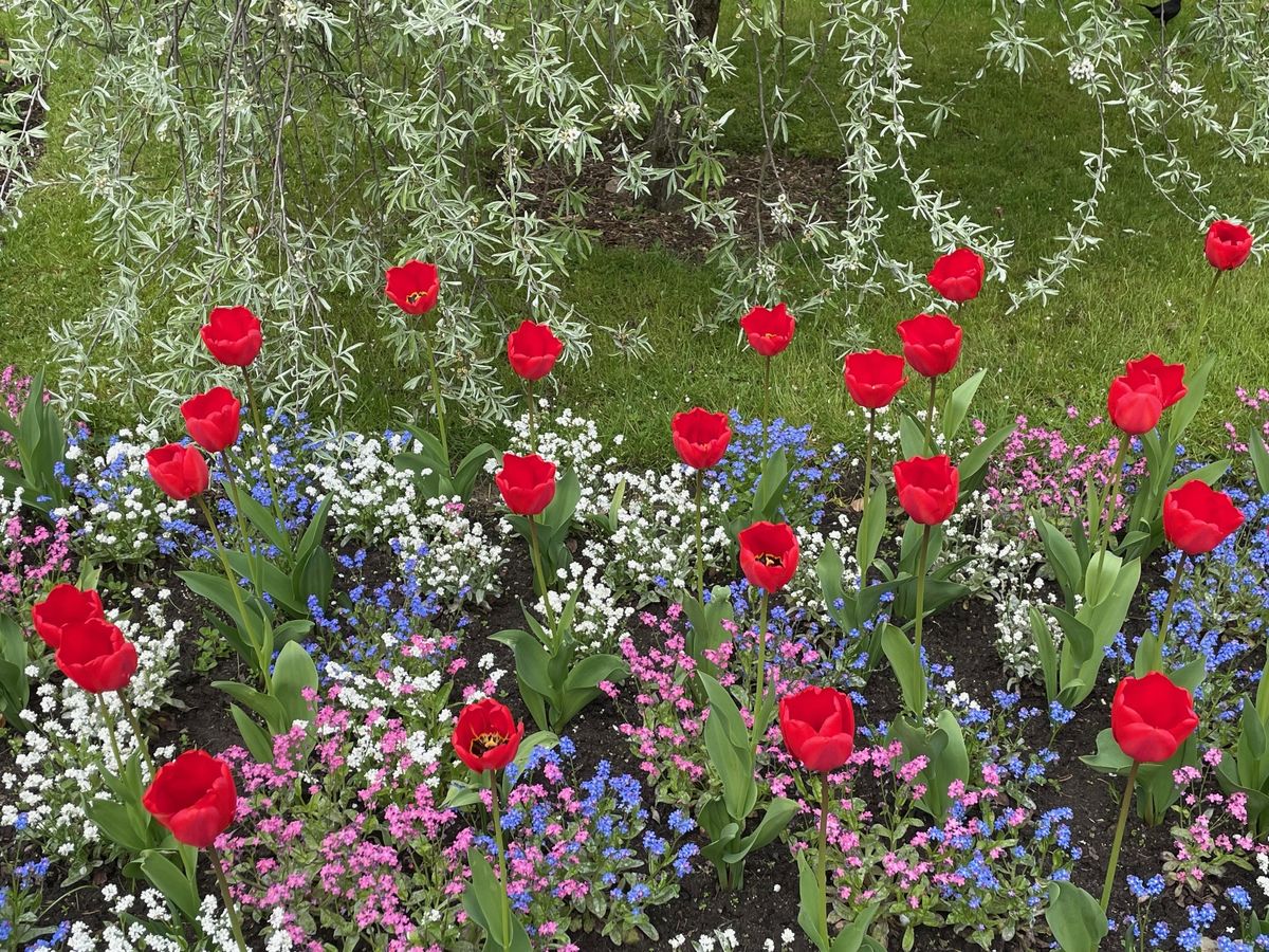 The Biblical Garden