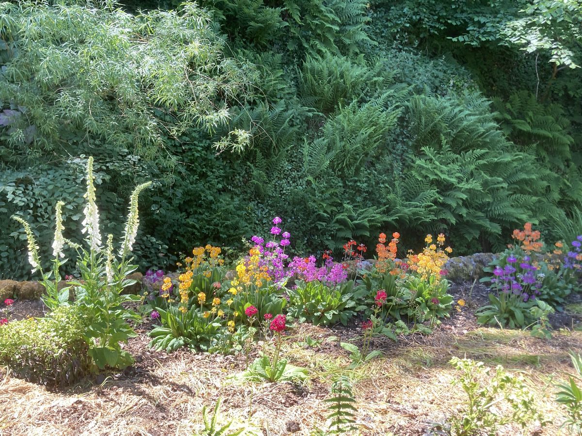 kirklands-primula.jpg