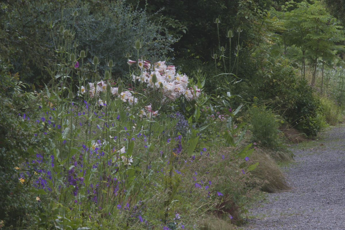 Lillies