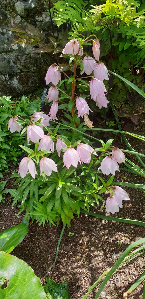 Lilies mackliniae