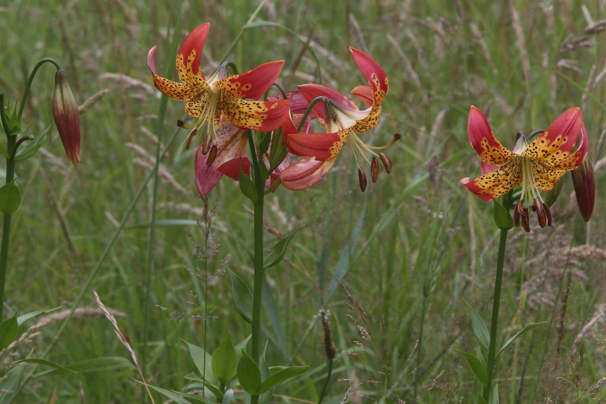 Lilium Fusion in grass