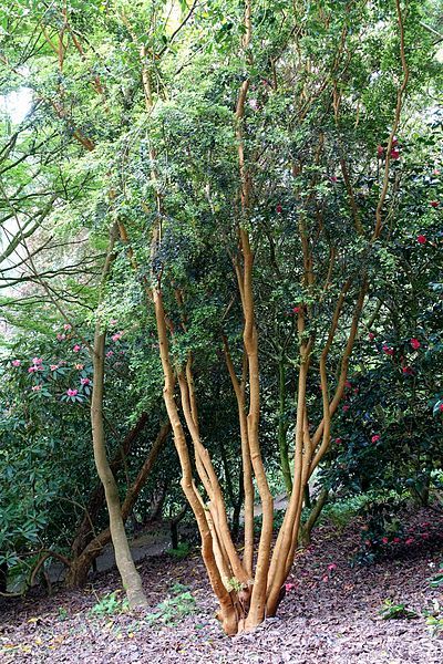 luma-apiculata-1.jpg