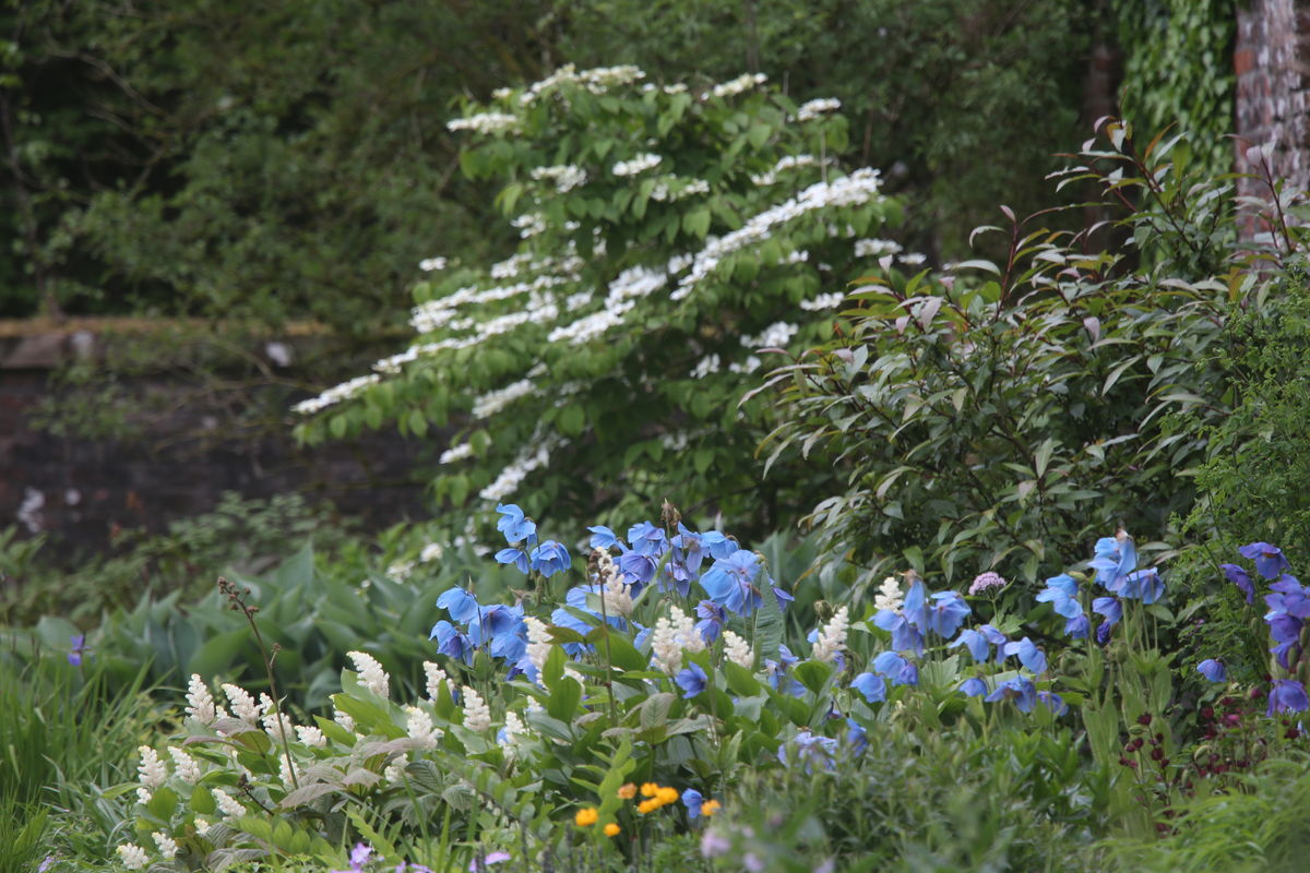 Mecanopsis
