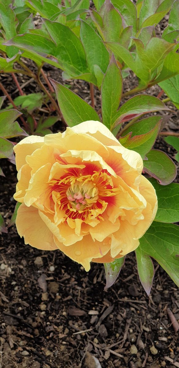 Peony season if you time it right