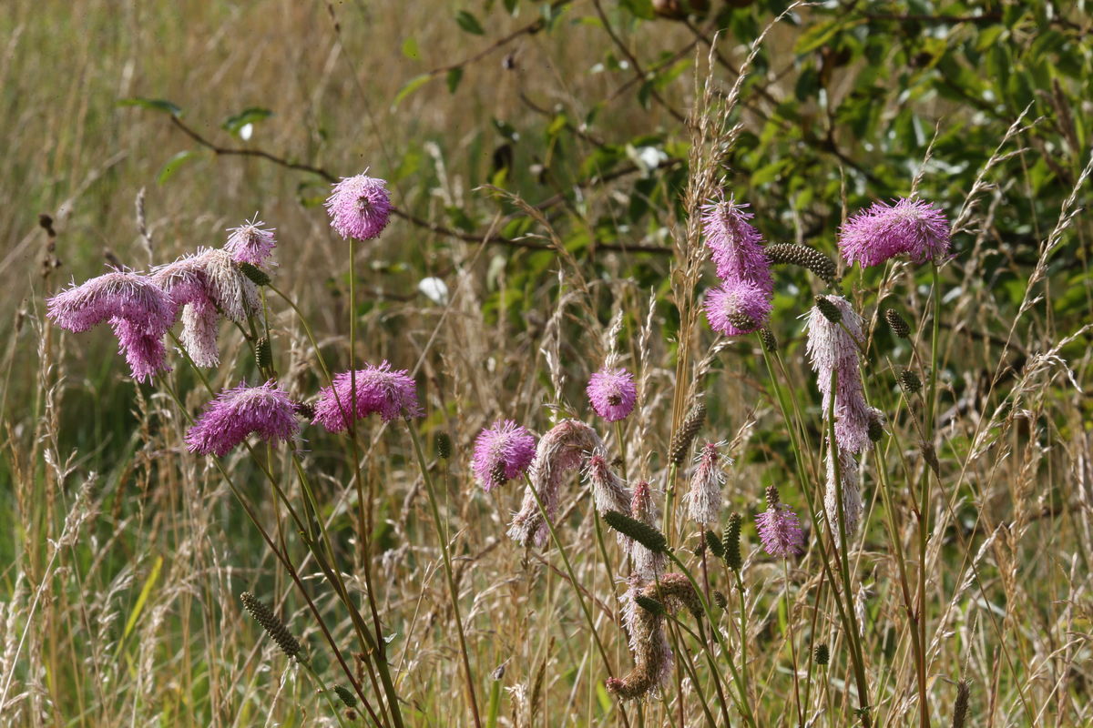 Sanguisorba in grass