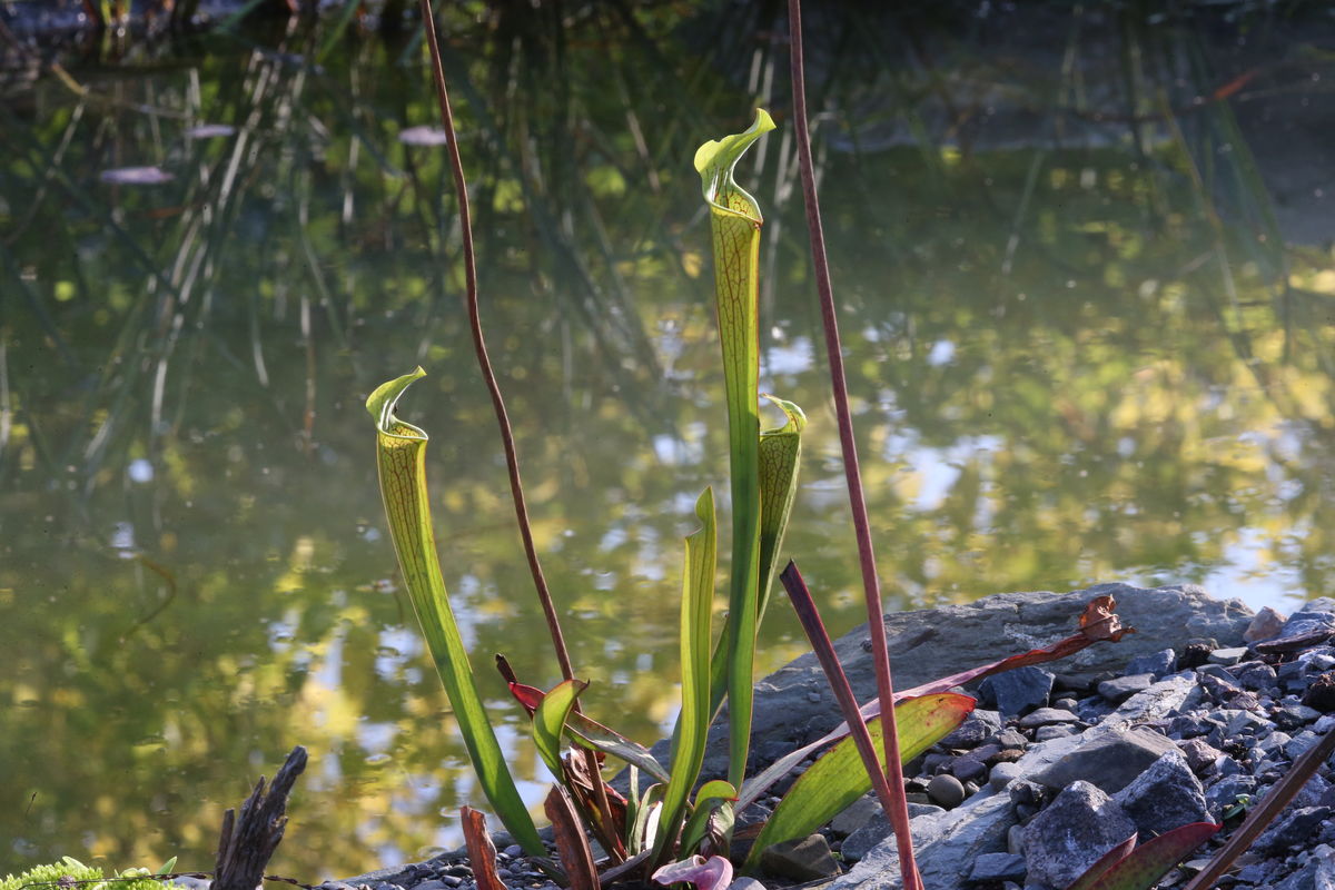 Sarracenia oreophila