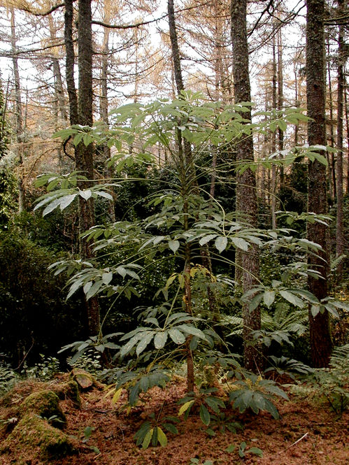 schefflera-rhododendrifolia.jpg