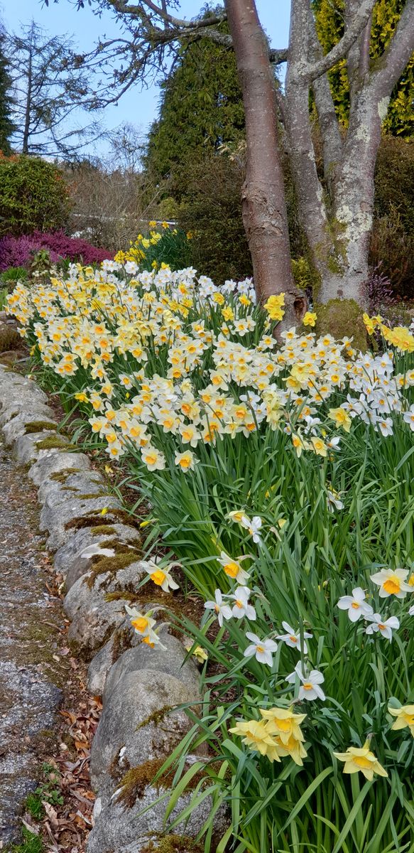 Spring daffodils along the drive