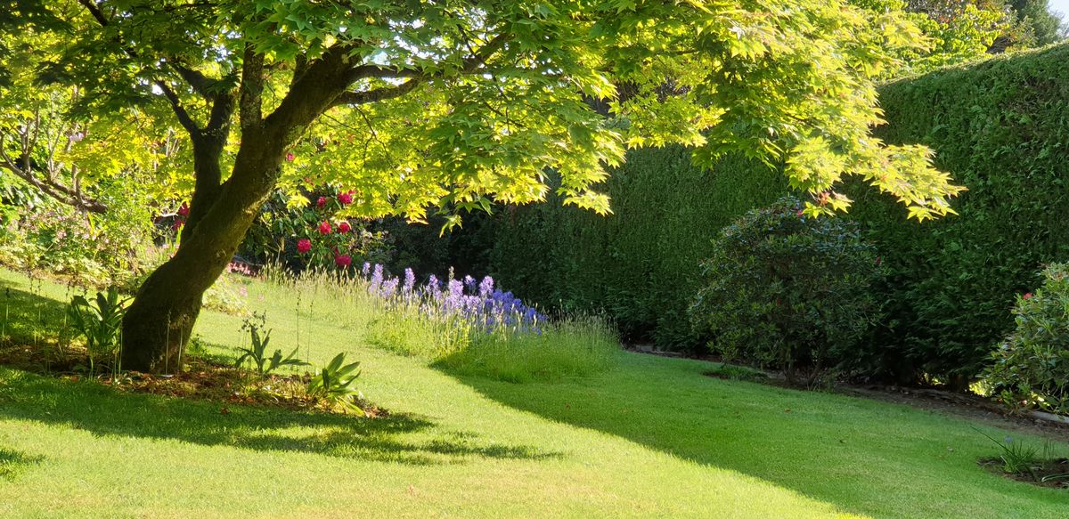 Springtime in the Acer valley